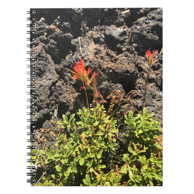 Indian Paintbrush Notebook (Front)