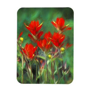 Indian Paintbrush Painting - Original Flower Art Magnet