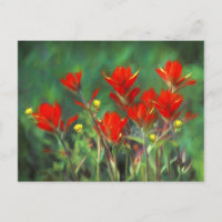 Indian Paintbrush Painting - Original Flower Art
