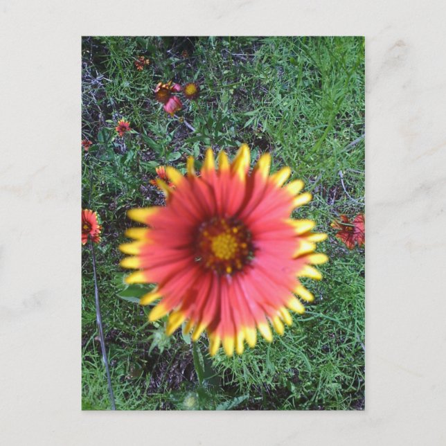 Indian Paintbrush Postcard (Front)