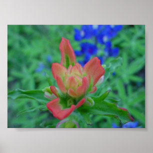 Indian Paintbrush Poster