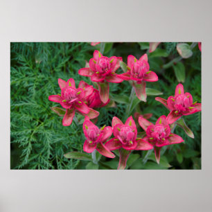 Indian Paintbrush Poster