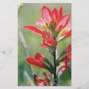 Indian Paintbrush Stationery