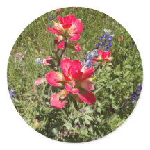 Indian Paintbrush Stickers