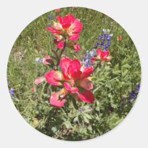 Indian Paintbrush Stickers