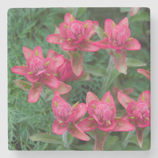 Indian Paintbrush Stone Coaster (Front)