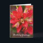 Indian Paintbrush Wildflower Art Birthday Card<br><div class="desc">This charming card features my original artwork, consisting of my original photograph of a blooming Indian Paintbrush wildflower, close up. I applied a painterly technique to the background to give it an artistic flair. The front of the card states, "Birthday Greetings!" and the inside of the card states "Thinking of...</div>