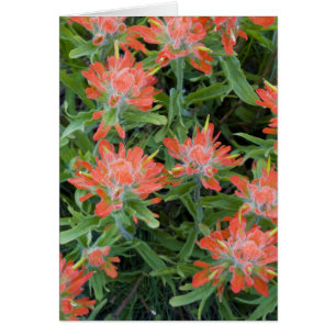 Indian paintbrush wildflowers in the Many