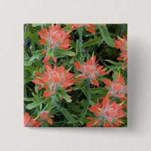Indian paintbrush wildflowers in the Many 15 Cm Square Badge