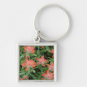 Indian paintbrush wildflowers in the Many Key Ring
