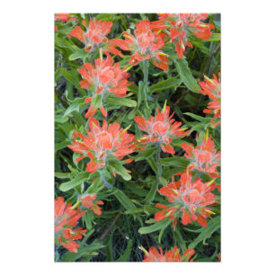 Indian paintbrush wildflowers in the Many Photo Print