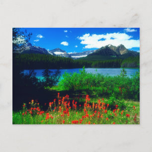 Indian Paintbrush Wildflowers Postcard