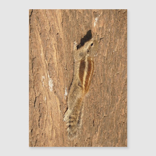 Indian Palm Squirrel on a Tree Trunk (Front)