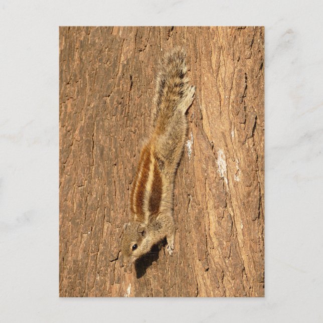 Indian Palm Squirrel on a Tree Trunk Postcard (Front)