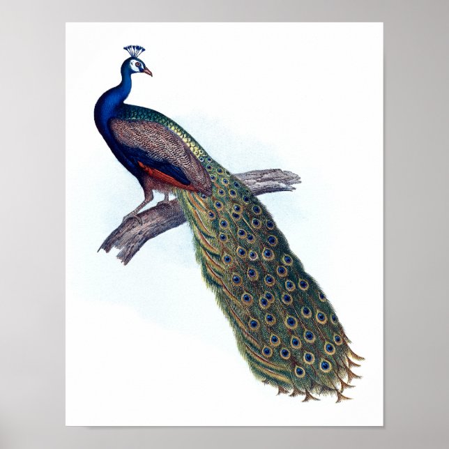 Indian peacock poster (Front)