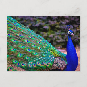 Indian Peafowl (Pavo cristatus) Postcard