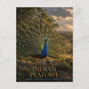 Indian Peafowl Woodland Edge ANIMALS Postcard