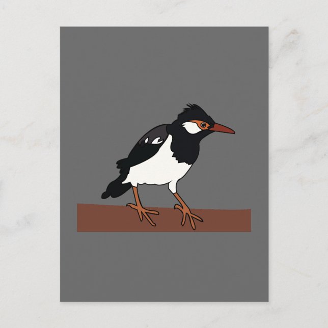Indian Pied Myna Bird Art Postcard (Front)