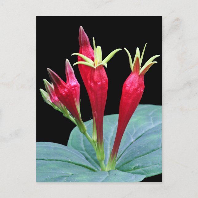 Indian Pink Postcard (Front)