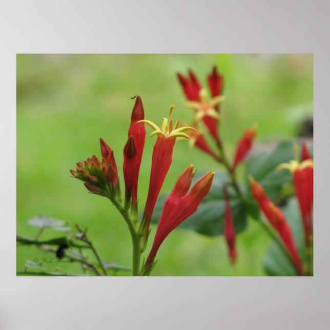 Indian Pink Poster (Front)