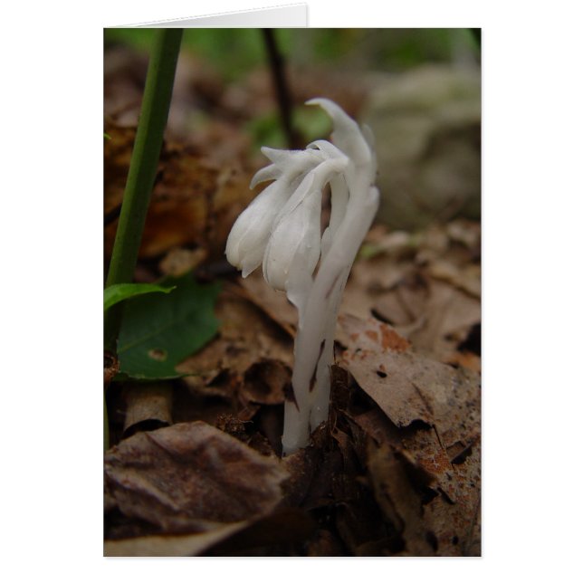 Indian Pipe - Customised (Front)