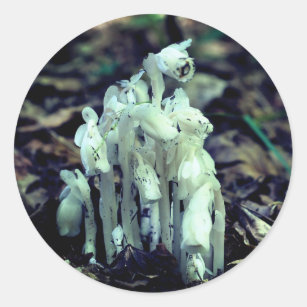Indian Pipe Wildflower Mushrooms Nature  Classic Round Sticker