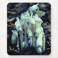 Indian Pipe Wildflower Mushrooms Nature
