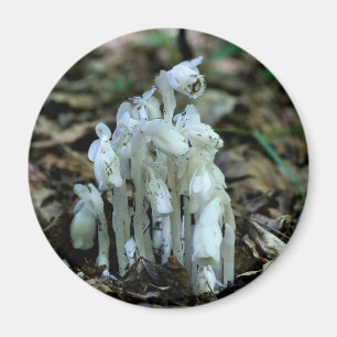 Indian Pipe Wildflowers Nature Magnet
