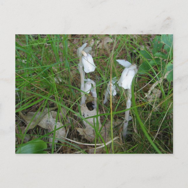Indian Pipes Postcard (Front)