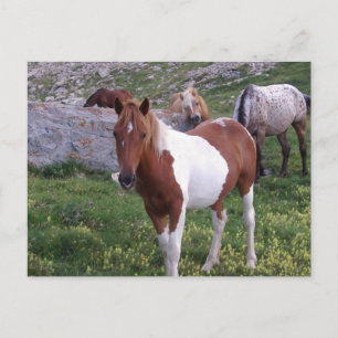 Indian Pony Postcard