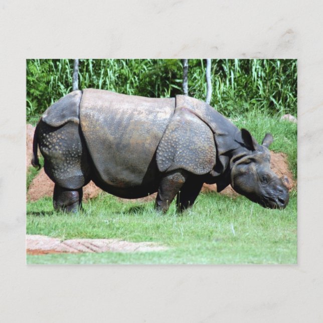 Indian Rhino4x6 Postcard (Front)