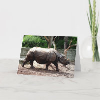 Indian rhino animal