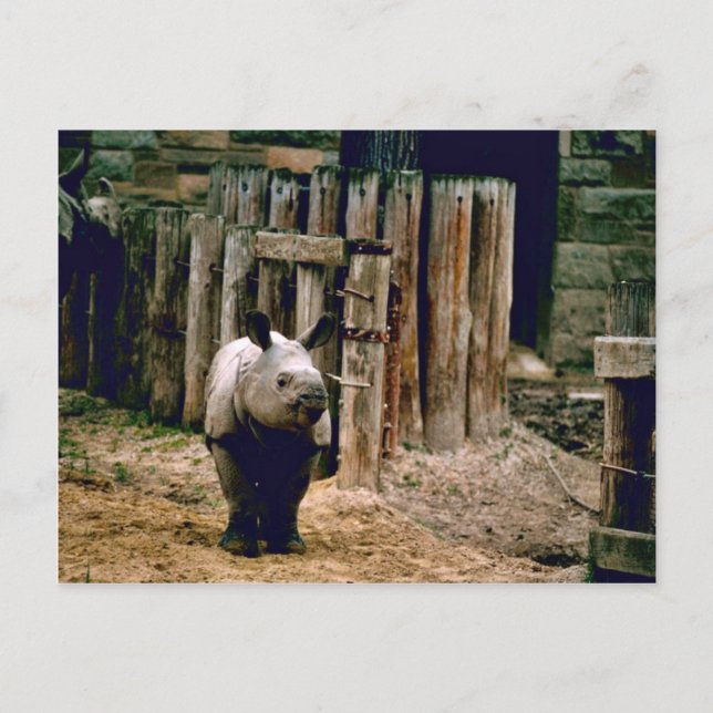 Indian Rhino Postcard (Front)
