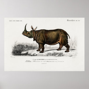 Indian rhinoceros by Charles Dessalines d'Orbigny Poster