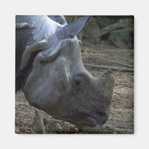 Indian Rhinoceros Magnet