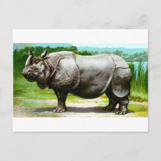 Indian Rhinoceros Postcard