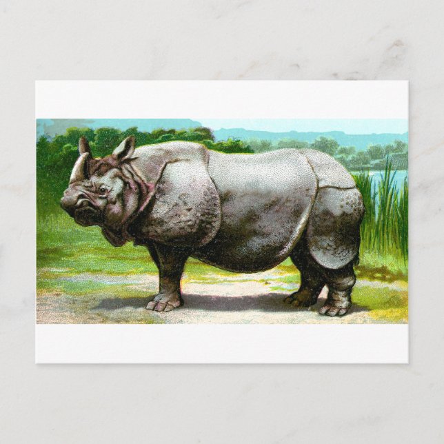 Indian Rhinoceros Postcard (Front)