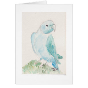 Indian ringneck parakeet