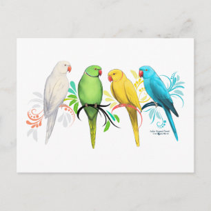 Indian Ringneck Parrots Postcard
