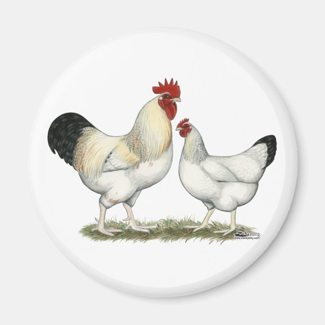 Indian River Chickens Magnet (Front)