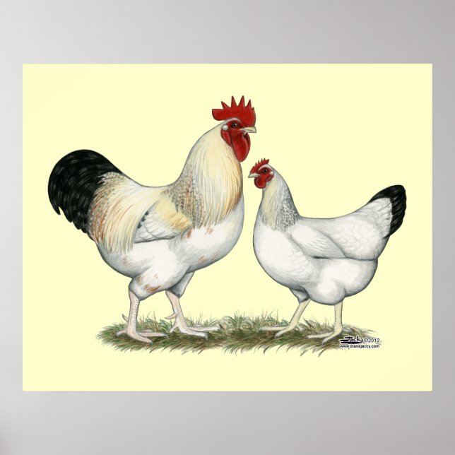 Indian River Chickens Poster (Front)