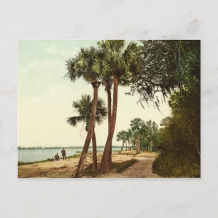 Indian River Florida 1898 vintage photo Postcard