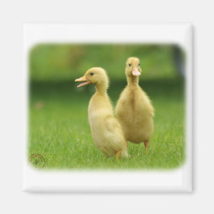 Indian Runner Ducklings 9W029D-024 Magnet
