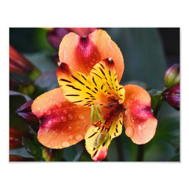Indian Summer Flower Photo Print (Front)
