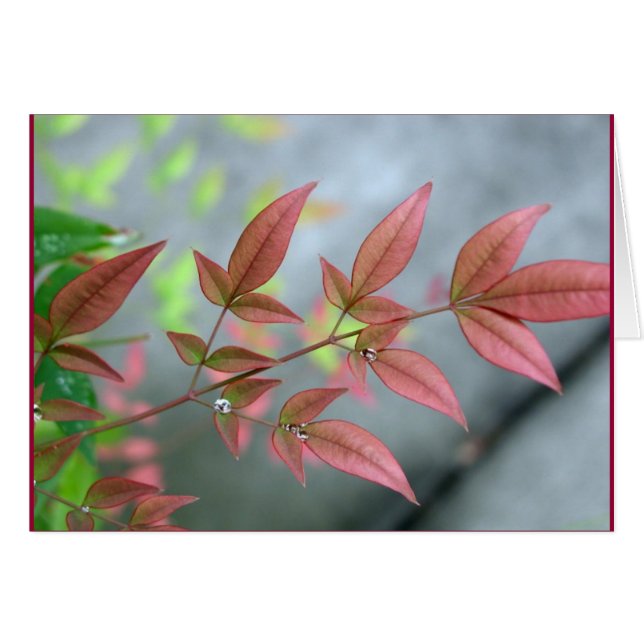 Indian Summer Morn (Front Horizontal)