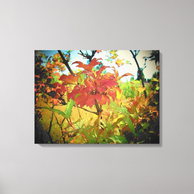 Indian Summer September Colours by djoneill Canvas Print (Front)
