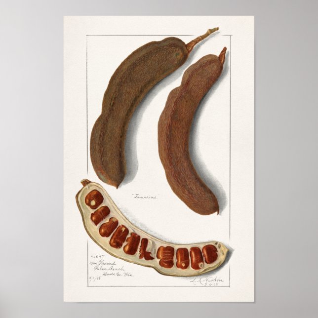 Indian Tamarind (Tamarindus Indica) Painting Poster (Front)