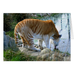 Indian tiger animal card