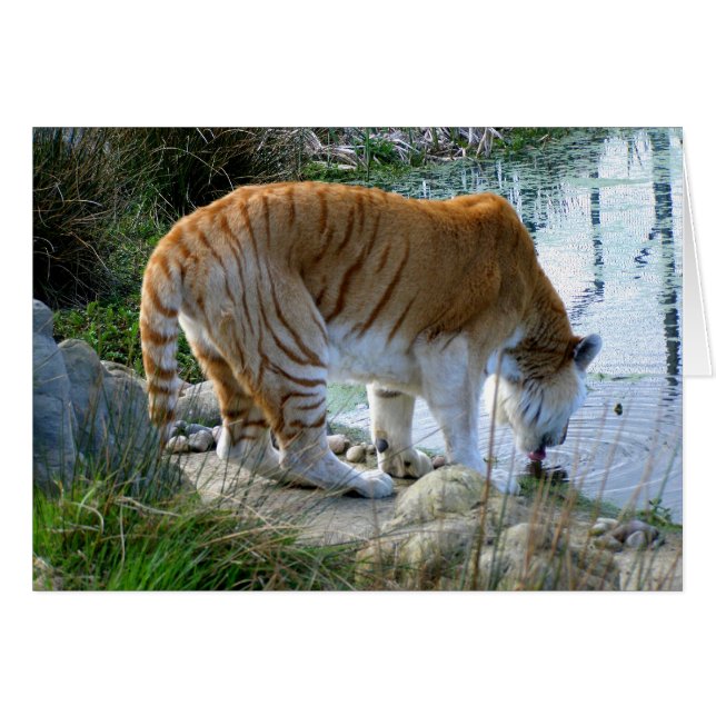 Indian tiger animal card (Front Horizontal)