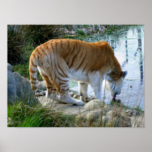 Indian Tiger Poster